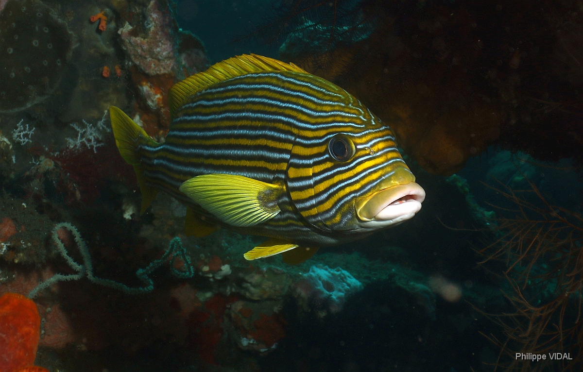 Bali 2016 - Ribbon sweetlips - Gaterin a ruban - Plectorhinchus polytaenia - IMG_5813_rc.jpg